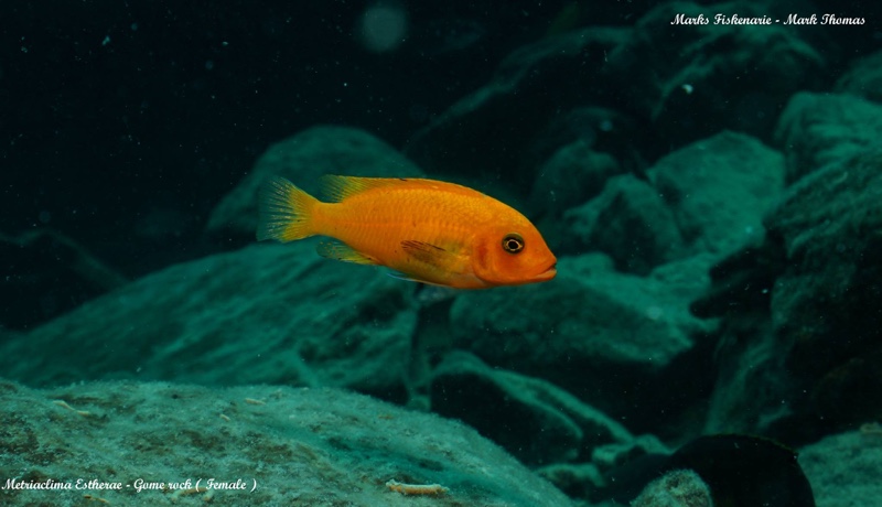 Maylandia estherae 'Gome Rock'